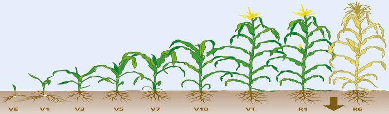 夏玉米缺素與對(duì)癥施肥